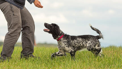Eine Person trainiert einen Hund auf einem Feld.