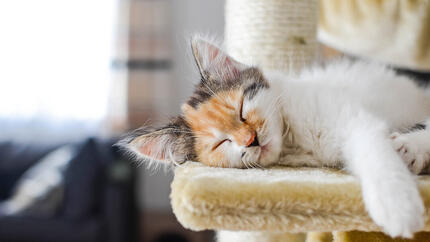 How Smart are Cats?