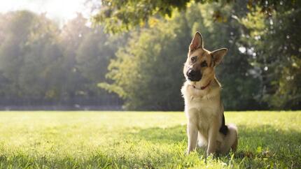 Top 11 Smartest Dog Breeds