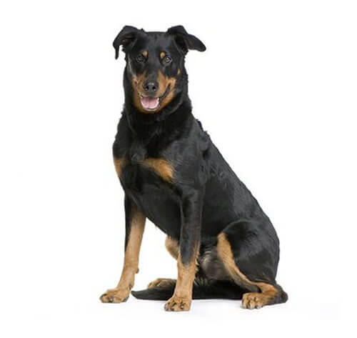 Beauceron