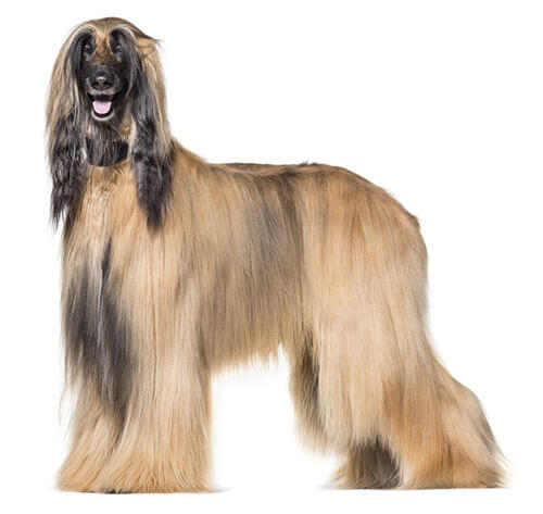 Afghanischer Windhund