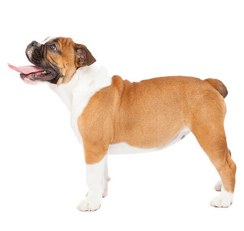 Bulldogge