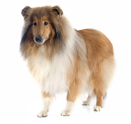 Collie