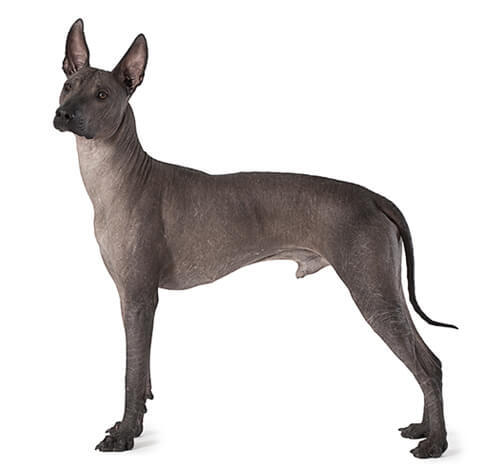 Xoloitzcuintle