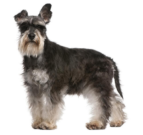 Zwergschnauzer