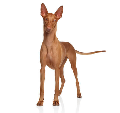 Pharaonenhund