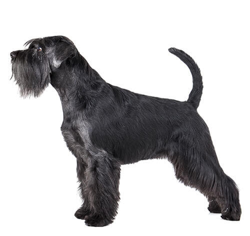 Schnauzer