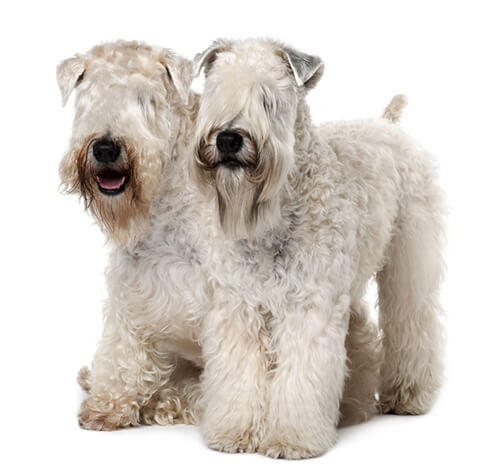 Irischer Soft Coated Wheaten Terrier