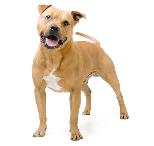 Staffordshire Bullterrier