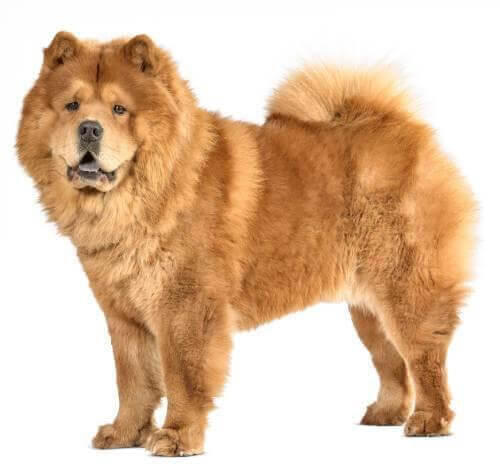 Chow Chow (Kurzhaar)