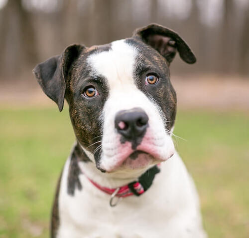 Amerikanische Bulldogge