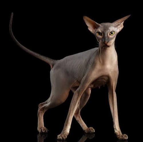 Peterbald Katze