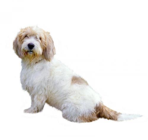 Petit Basset Griffon Vendéen
