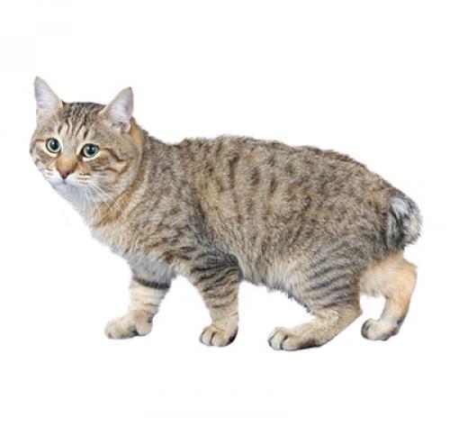 Japanese Bobtail Longhair