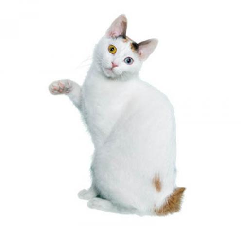 Japanese Bobtail Shorthair