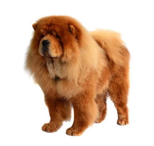 Chow Chow Langhaar