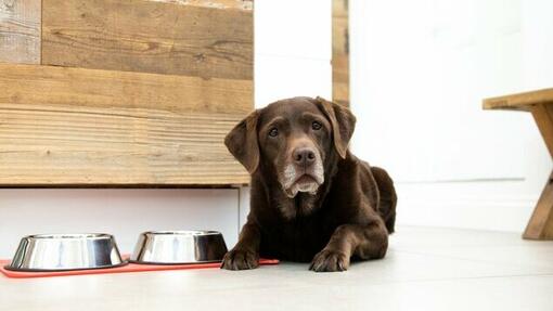 Brauner Labrador, der neben Futternäpfen liegt