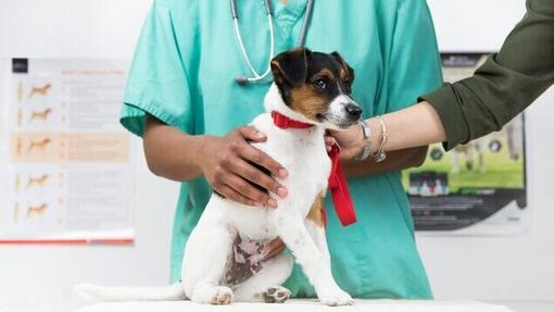 Hund wird vom Tierarzt untersucht