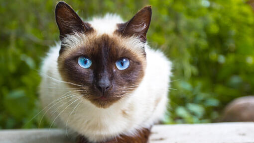 Siamesische Katze mit hellen blauen Augen sitzt auf einem Tisch
