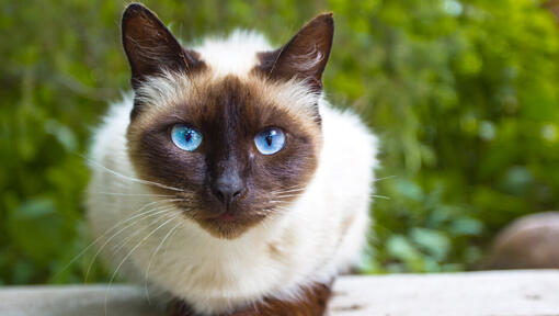 Eine katze mit goldener rüstung und blauen augen