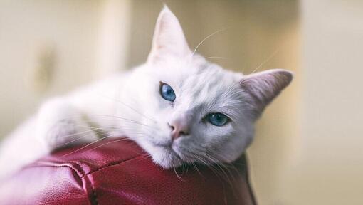 Türkische Angora Katze mit blauen Augen auf einem roten Ledersofa