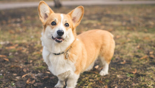 Corgi