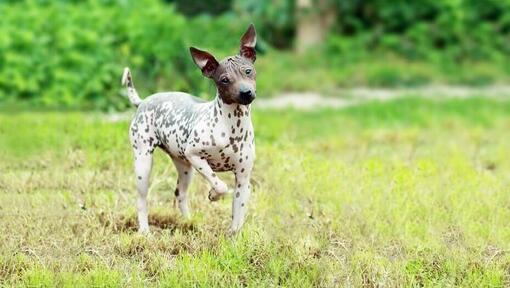 American Hairless Terrier