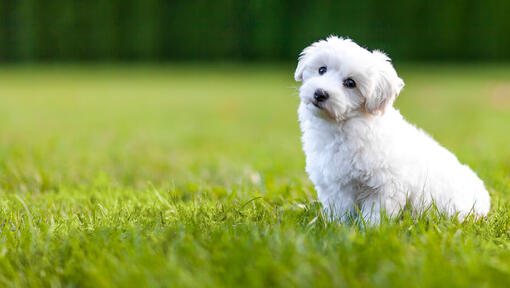 Welpe weißer Bichon Frise im Gras.