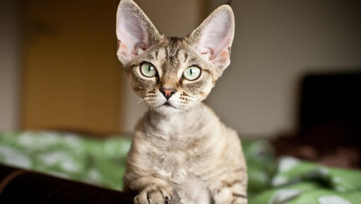 Devon Rex mit hellgrünen Augen und Pfote auf dem Tisch