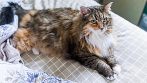 Maine Coon Katze