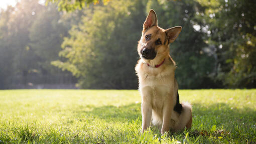 Deutscher Schäferhund