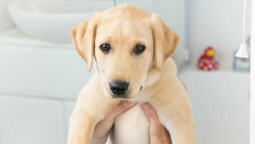 Golden Labrador Welpe wird gehalten