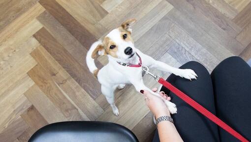 Jack Russell Terrier Welpe auf roter Leine, spielt mit dem Besitzer