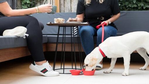 Trinkwasser des Labrador-Welpen unter dem Kaffeetisch