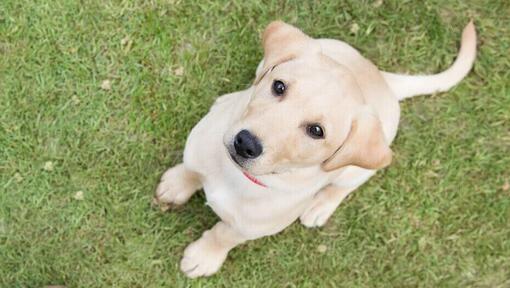 Goldener Labrador-Welpe, der unten auf dem Gras sitzt