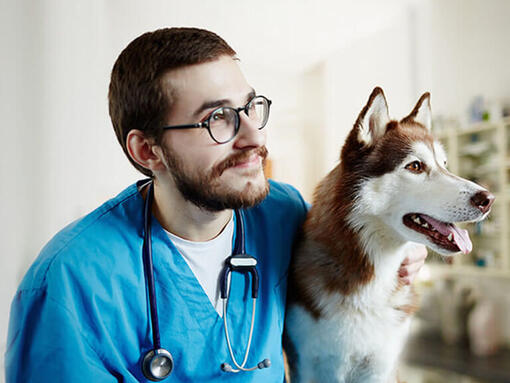 Tierarzt mit einem Husky