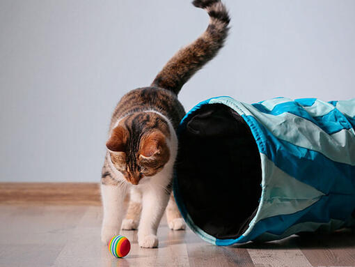 Katze spielt mit einem Ball und Tunnel