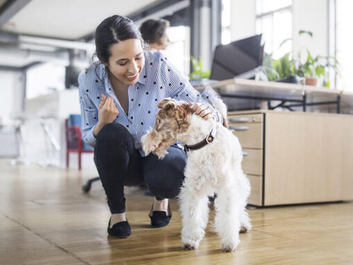 Hund im Büro mit Besitzer