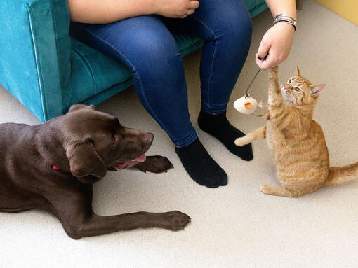 Ingwerkatze und Schokolade Labrador saßen beim Futter des Besitzers