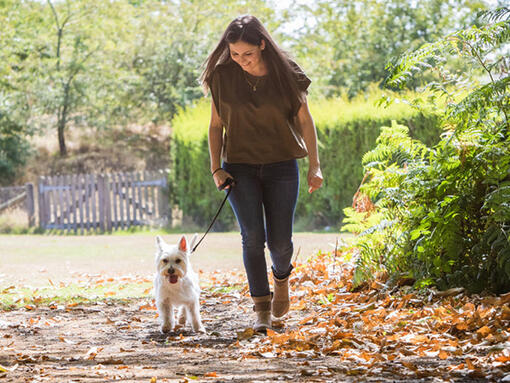 Hund geht mit Frauchen gassi