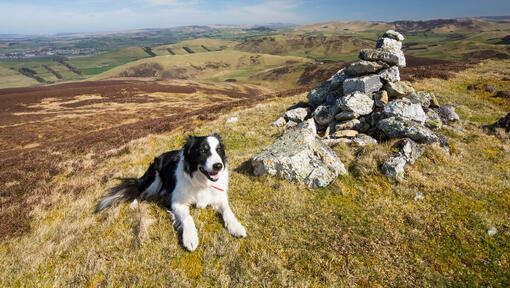 Border Collie mit Kopf auf Felsen.