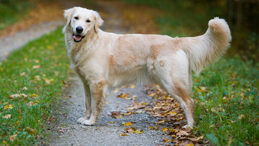 Golden Retriever schnüffelt in einem Park