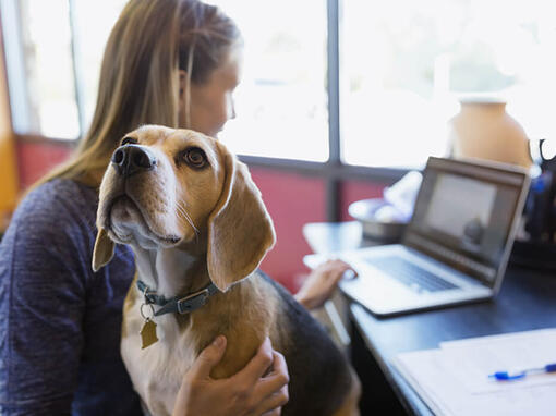 Beagle sitzt auf dem Schoß des Besitzers, während sie arbeitet