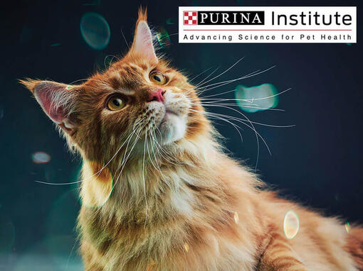 PURINA Wissenschaft