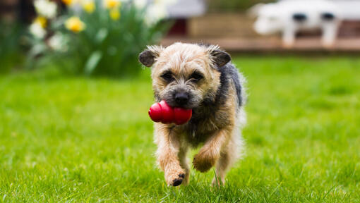 Terrier Hund rennt mit Spielzeug im Maul