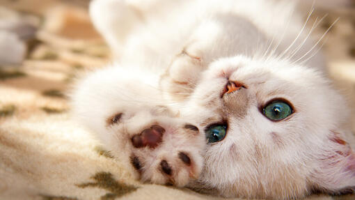 Katze mit blauen Augen liegt auf dem Rücken