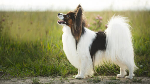 Sheltie in einem Feld mit langem Gras.