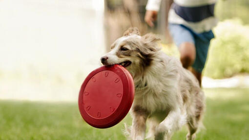 Collie läuft mit Frisbee