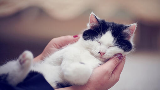 Schwarzweiss-Katze, die in den Händen des Besitzers schläft