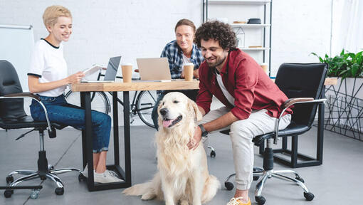 Büroangestellte kuscheln Golden Retriever